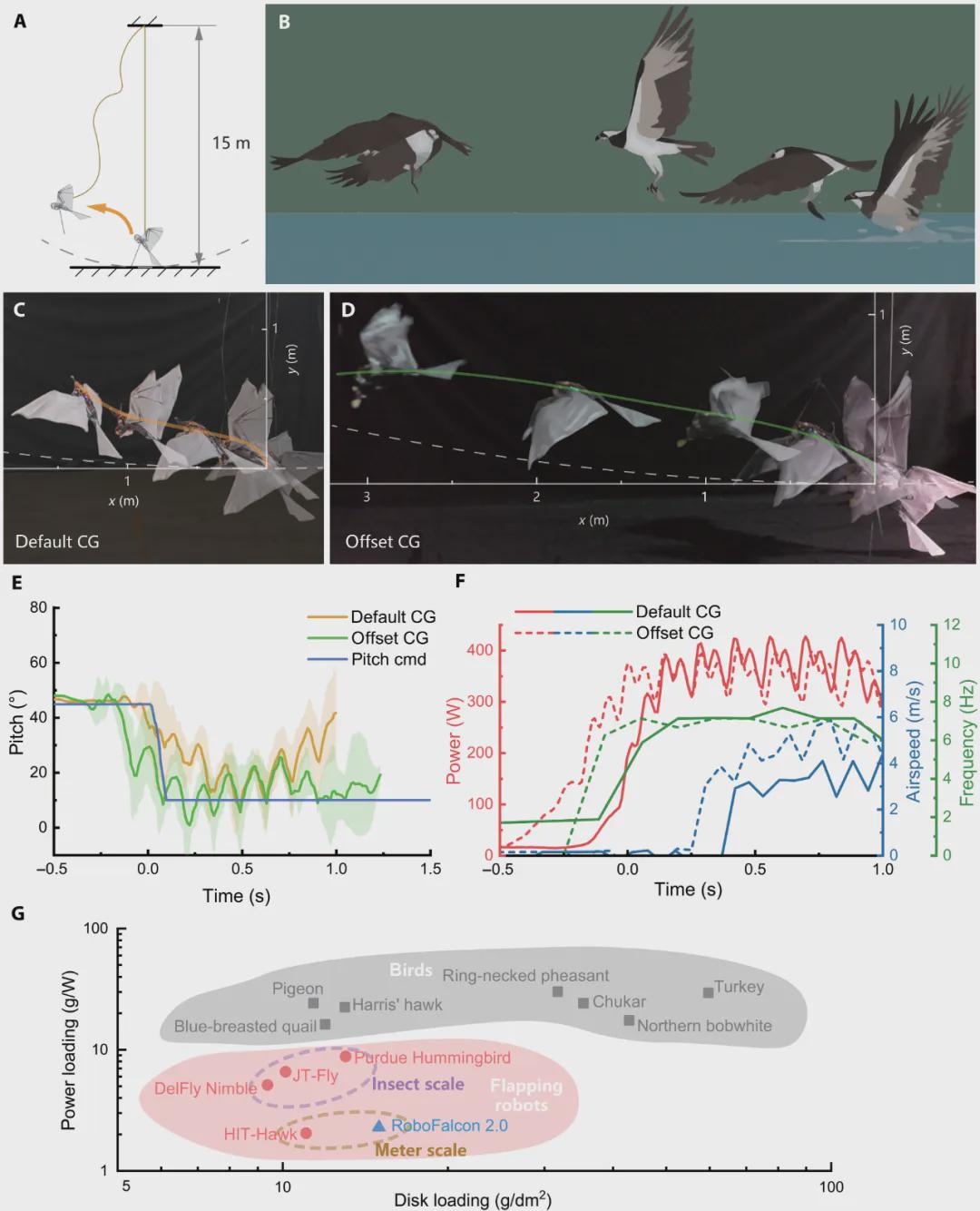 《Science Advances》发表！西工大顶刊发布可重构机翼驱动方案，实现让扑翼机器人真正像鸟一样起飞、飞行！(图6)